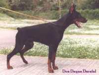 Don Dayan Darafal Don Dayan Darafal