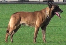 Pinkfloid della Valle Incantata Pinkfloid della Valle Incantata