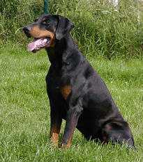 Dax van het Donauhof Dax van het Donauhof