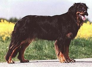 Tonga von der Ehrenpforte Tonga von der Ehrenpforte
