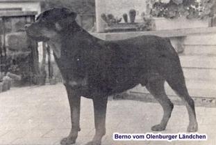 Berno vom Oldenburger Ländchen Berno vom Oldenburger Ländchen