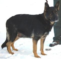 Zara vom Gräfental Zara vom Gräfental