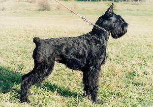 Diana z Holosmetek Diana z Holosmetek