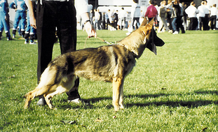 Kessy vom Dächselberg Kessy vom Dächselberg