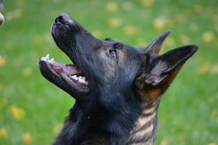 Ronja vom Wellental Ronja vom Wellental