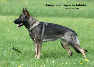 Kinga vom Lupus in fabula Kinga vom Lupus in fabula