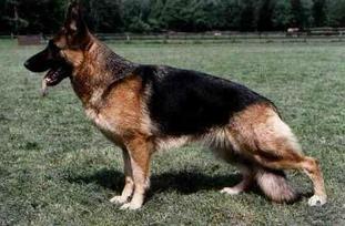 Xinnia von der Wienerau Xinnia von der Wienerau