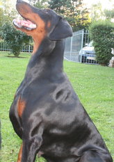 Baisha von der Rotbuche Baisha von der Rotbuche