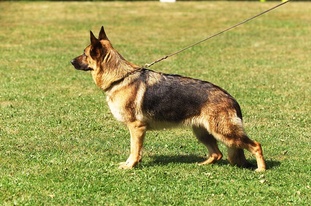Baxima Paso Doble Baxima Paso Doble