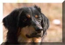 Bild von Quicky vom Wilden Jäger