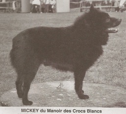 Mickey du Manoir des Crocs Blancs Mickey du Manoir des Crocs Blancs