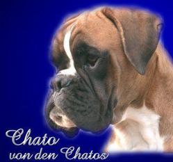 Chato von den Chatos Chato von den Chatos