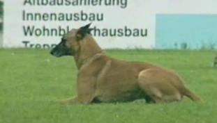 Rambo von Löwenfels Rambo von Löwenfels