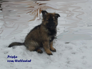 Priska vom Wellental Priska vom Wellental