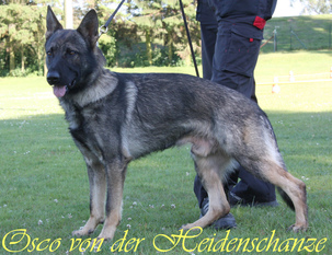 Osco von der Heidenschanze Osco von der Heidenschanze