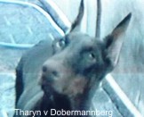 Tharym vom Dobermannberg Tharym vom Dobermannberg