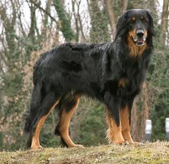 De' Cochise vom Tullnerbach De' Cochise vom Tullnerbach