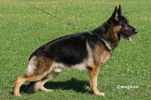 Finsterling d'Ulmental Finsterling d'Ulmental