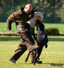 Bossi von der Lupinen-Ranch Bossi von der Lupinen-Ranch
