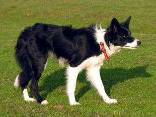 Mawlch Myf Mawlch Myf