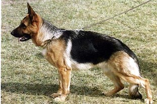 Bo aus Sithonia Bo aus Sithonia