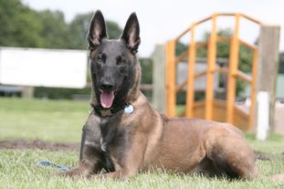 Malinoid Acier Malinoid Acier