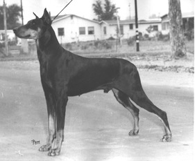 Rancho Dobe's Primo Rancho Dobe's Primo
