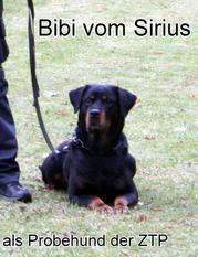 Bibi vom Sirius Bibi vom Sirius