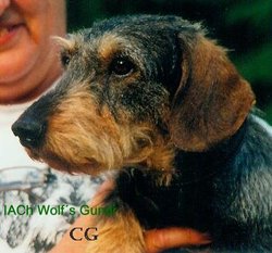 Wolf's Gundi Wolf's Gundi