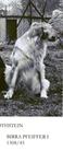 dog image background