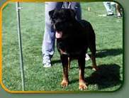 Amos (JR/73381)