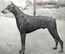 Alcor von Millsdod Alcor von Millsdod