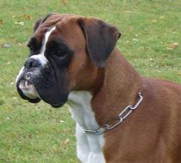Yara vom Rottland Yara vom Rottland