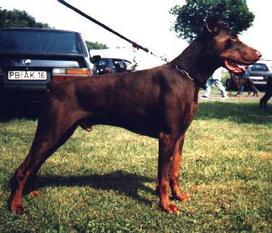 Ari von der Karlsbergquelle Ari von der Karlsbergquelle