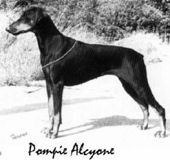 Pompie Alcyone Pompie Alcyone