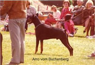 Arro vom Buchenberg Arro vom Buchenberg