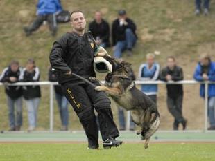 Hoss aus der Zigeunerkuhle Hoss aus der Zigeunerkuhle