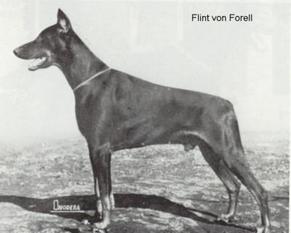 Flint von Forell Flint von Forell