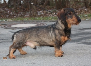 Zaunkönig von Camman Zaunkönig von Camman