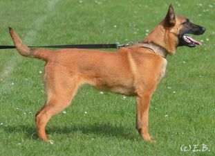 working-dog Blaez working-dog Blaez