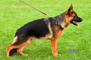 Normanners Arko Normanners Arko