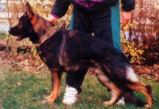 Karo vom Wolfseck Karo vom Wolfseck