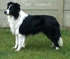 Beagold Stanalone Beagold Stanalone