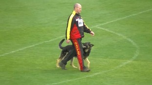 Dack vom Kapbusch Dack vom Kapbusch