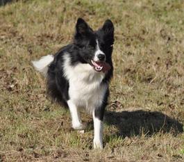Border's Blackpearl British Joker Border's Blackpearl British Joker