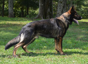 Rambo vom Spartanville Rambo vom Spartanville