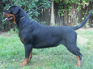 Lola Nine Rott Lola Nine Rott