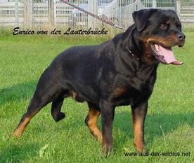 Enrico von der Lauterbrücke Enrico von der Lauterbrücke
