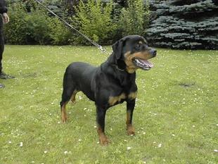 Ronja von der Flugschneise Ronja von der Flugschneise