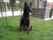 Samba Ecodog
